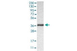 Western blot analysis of human RT-4 cell line with CRKL polyclonal antibody . (CrkL anticorps  (AA 125-301))