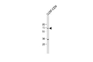 Anti-HS Antibody (Center) at 1:2000 dilution + CCRF-CEM whole cell lysate Lysates/proteins at 20 μg per lane. (HSPA7 anticorps  (AA 169-196))