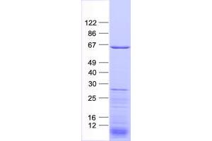 Validation with Western Blot (RAB11FIP2 Protein (His tag))