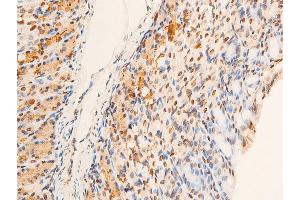 ABIN6267251 at 1/100 staining mouse gastric tissue sections by IHC-P.