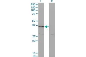 Western Blot analysis of HHEX expression in transfected 293T cell line by HHEX monoclonal antibody (M10), clone 4E9.