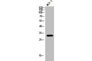 Western Blot analysis of MCF-7 cells using Phospho-RPA p32 (S33) Polyclonal Antibody
