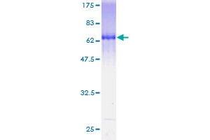Image no. 1 for Guanine Nucleotide Binding Protein (G Protein), alpha Inhibiting Activity Polypeptide 2 (GNAI2) (AA 1-355) protein (GST tag) (ABIN1355337)
