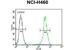 Flow cytometric analysis of NCI-H460 cells using LRRC38 Antibody (C-term) Cat. (LRRC38 anticorps  (C-Term))