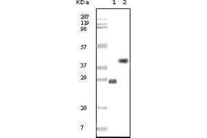 Western Blotting (WB) image for anti-B-Cell CLL/lymphoma 10 (BCL10) antibody (ABIN2464015) (BCL10 anticorps)