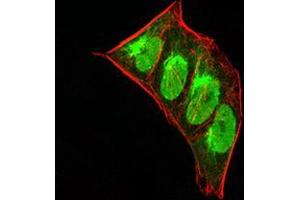 Immunofluorescence analysis of Hela cells using CBX5 mouse mAb (green). (CBX5 anticorps  (AA 1-191))