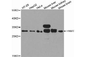 Western blot analysis of extracts of various cell lines, using HNMT antibody. (HNMT anticorps)