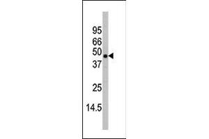 Western blot analysis of anti-P38beta Antibody (C-term) (ABIN391730 and ABIN2837972) in mouse heart tissue lysates (35 μg/lane).