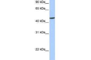 WB Suggested Anti-hCG_20426 Antibody Titration:  0. (ANKRD65 anticorps  (N-Term))