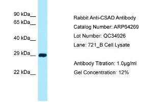 Western Blotting (WB) image for anti-Cysteine Sulfinic Acid Decarboxylase (CSAD) (N-Term) antibody (ABIN2789784) (CSAD anticorps  (N-Term))