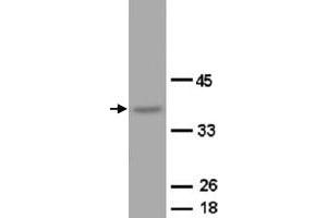 Western Blot analysis of OPCML expression from rat brain tissue lyate with OPCML polyclonal antibody . (OPCML anticorps  (C-Term))