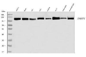Western blot analysis of hnRNP U/p120/HNRNPU using anti-hnRNP U/p120/HNRNPU antibody (ABIN7600979).