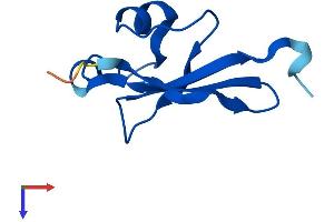 AlphaFold protein structure predicition of Mouse Recombinant Cks2 Protein, UniprotID P56390