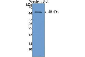 Western Blotting (WB) image for anti-Enolase, Muscle Specific (MSE) (AA 3-434) antibody (ABIN1077985) (MSE anticorps  (AA 3-434))
