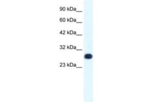 Western Blotting (WB) image for anti-General Transcription Factor IIF, Polypeptide 2, 30kDa (GTF2F2) antibody (ABIN2460223) (GTF2F2 anticorps)
