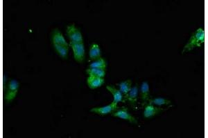 Immunofluorescent analysis of Hela cells using ABIN7169242 at dilution of 1:100 and Alexa Fluor 488-congugated AffiniPure Goat Anti-Rabbit IgG(H+L)