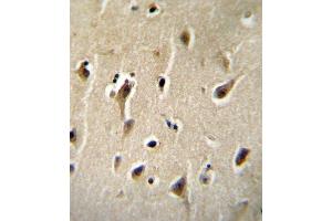 DCK Antibody (C-term) B immunohistochemistry analysis in formalin fixed and paraffin embedded human brain tissue followed by peroxidase conjugation of the secondary antibody and DAB staining.