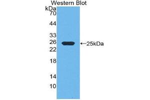 Western Blotting (WB) image for anti-Growth Hormone 1 (GH1) (AA 28-216) antibody (ABIN3209614) (Growth Hormone 1 anticorps  (AA 28-216))