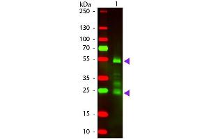 Western Blot of Texas conjugated Donkey F(ab’)2 Anti-Rat IgG Pre-Adsorbed secondary antibody.