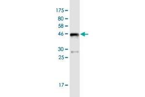 Western Blot detection against Immunogen (44. (CDH26 anticorps  (AA 1-165))
