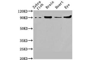 Western Blot Positive WB detected in: Zebrafish tissue, Zebrafish brain tissue, Zebrafish heart tissue, Zebrafish eye tissue All lanes: vcp antibody at 1. (VCP anticorps  (AA 704-806))