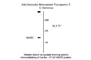 Western blot of Vesicular Monoamine Transporter 2 C-terminus VMAT2 Antibody Western Blot of Sheep anti-Vesicular Monoamine Transporter 2 C-terminus antibody.