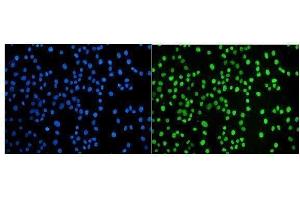 IF analysis of JUNB using anti-JUNB antibody (ABIN7603223). (JunB anticorps  (N-Term))