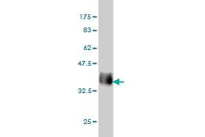 Western Blot detection against Immunogen (37.