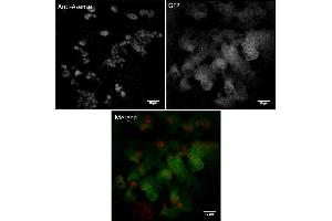 Immunofluorescence (IF) image for anti-Asense (C-Term) antibody (ABIN7272995) (Asense (C-Term) anticorps)