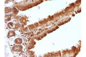 Formalin-fixed, paraffin-embedded Mouse Small Intestine stained with ODC1 Mouse Monoclonal Antibody (ODC1/486).