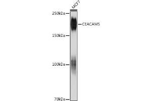 Western blot analysis of extracts of MCF7 cells, using CE antibody (ABIN7266084) at 1:1000 dilution.