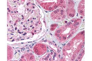 Anti-E2F3 antibody IHC of human kidney. (E2F3 anticorps  (C-Term))