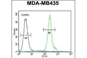 ZBBX Antibody (N-term) (ABIN654386 and ABIN2844132) flow cytometric analysis of MDA-M cells (right histogram) compared to a negative control cell (left histogram).