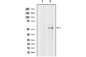 anti-Ataxin 10 (ATXN10) (N-Term) antibody
