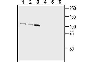 Western blot analysis of human Jurkat T-cell leukemia cell line lysate (lanes 1 and 4), human  monocytic leukemia cell line lysate (lanes 2 and 5) and human K562 chronic myelogenous leukemia cell line lysate (lanes 3 and 6):1-3.