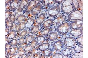 ABIN308433 (2µg/ml) staining of paraffin embedded Mouse Colon. (APOA4 anticorps  (Internal Region))