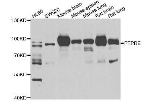 Western blot analysis of extracts of various cell lines, using PTPRE antibody. (PTPRE anticorps  (AA 20-200))