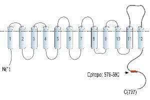 Representative domain view of the target of ABIN7581985.