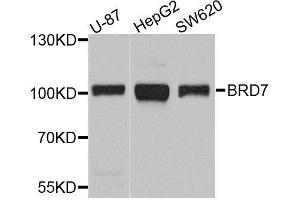 Western blot analysis of extracts of various cell lines, using BRD7 antibody.