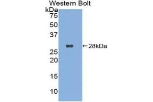 Western Blotting (WB) image for anti-CD302 (CD302) (AA 23-232) antibody (ABIN3206160) (DCL1 anticorps  (AA 23-232))