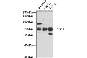 Western blot analysis of extracts of various cell lines, using CDC7 antibody (ABIN6131560, ABIN6138267, ABIN6138268 and ABIN6221407) at 1:1000 dilution. (CDC7 anticorps  (AA 275-574))