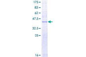 Image no. 1 for Solute Carrier Family 50 (Sugar Transporter), Member 1 (RAG1AP1) (AA 1-167) protein (GST tag) (ABIN1317319)