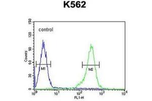 Flow cytometric analysis of K562 cells using RBM43 antibody (N-term) Cat. (RBM43 anticorps  (N-Term))