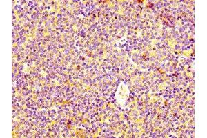 IHC image of ABIN7155241 diluted at 1:400 and staining in paraffin-embedded human lymph node tissue performed on a Leica BondTM system. (HRH4 anticorps  (AA 204-292))
