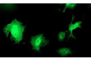 Anti-WWTR1 mouse monoclonal antibody (ABIN2454960) immunofluorescent staining of COS7 cells transiently transfected by pCMV6-ENTRY WWTR1 (RC204082). (WWTR1 anticorps)