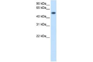 TOR3A antibody used at 0.