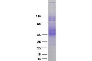 Validation with Western Blot (SLAMF6 Protein (Transcript Variant 3) (Myc-DYKDDDDK Tag))