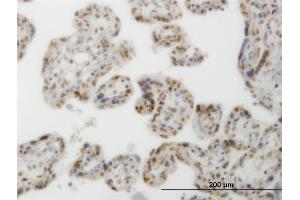 Immunoperoxidase of monoclonal antibody to CLK3 on formalin-fixed paraffin-embedded human placenta.