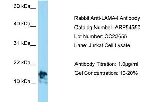Western Blotting (WB) image for anti-Laminin, alpha 4 (LAMa4) (C-Term) antibody (ABIN2785768) (LAMa4 anticorps  (C-Term))