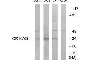 Western blot analysis of extracts from MCF-7 cells, HUVEC cells and Jurkat cells, using OR10AG1 antibody. (OR10AG1 anticorps  (C-Term))